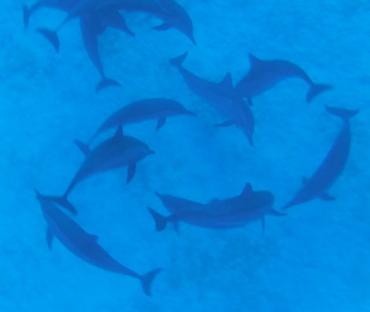 dolfijnen in een werveling