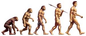evolutie van aap naar mens