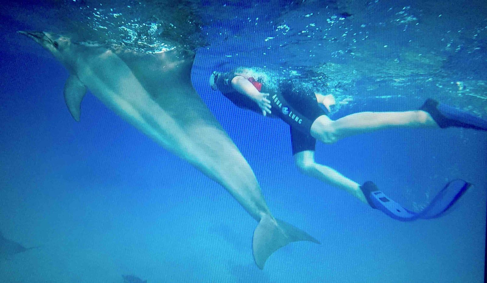 zwemmend naast een dolfijn