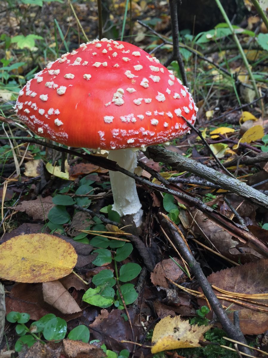 rode paddenstoel